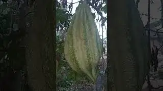 Telfairia Pedata Unique Nuts#farming#nuts#unique#amazing
