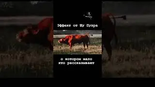 Эффект от Шу Пуэра (арт вб #243703886) #чайигвозди