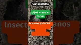 Qu&eacute; come el topo?  #explicatodo#shorts #topo
