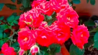 India telugu ruchulu is live!