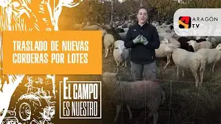 Traslado de nuevas corderas por lotes