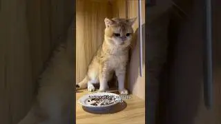 Stop Feeding Your Cat Like This😭 #cat #petlife #catshorts