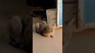 cat shorts video #catb#billi #meow #catvoice