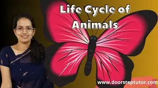 Life Cycle of Animals | NSO | NSTSE | Science Olympiad | lectures @ doorsteptutor.com