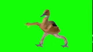 Dan&ccedil;a do Pato louco