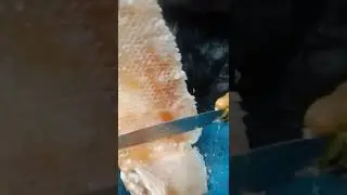 Madu hijau jeli tiktok gold bee cbd honey #shorts