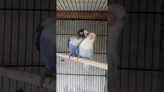 Birds 💖 best natural breeding formula | Best breeding formula for budgies,lovebirds and cocktails.