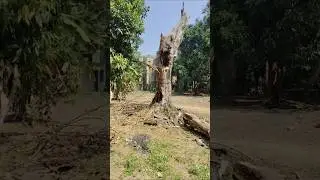 New model Tree cutting #trending #treecutting #youtube