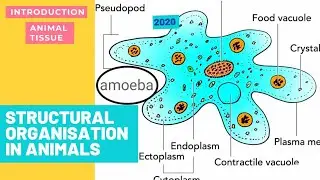 Tissue and division of labour in details