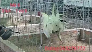 27/12 líp 17 bé trông mái nòi mỹ Sinh viên 