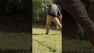 🦎 Iguana Roof Removal: Close Call #Iguana #Invasive #Miami