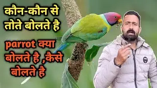 Which Parrot Can Talk Like Humans? Amazing Talking Parrots!