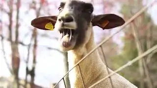 Funny Goats Screaming like Humans