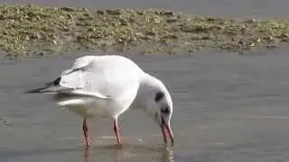 Озерная чайка (Larus ridibundus)