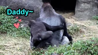 Gorilla Jabali gives D’jeeco a sweet hug,Ringo cares about mom Iriki金剛猩猩Jabali環抱迪亞哥Ringo捧乾草跑快跑關心媽咪