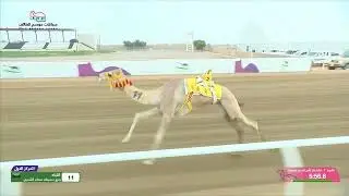 الشوط 1 كأس التحدي - لقايا بكار عام الأحد 17-08-2025 من #سباقات_موسم_الطائف 2025