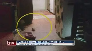 Valley home infested with huge rats