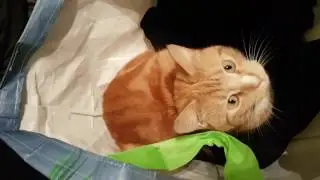 Baggy cat