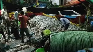 Fishing in ratnagiri mirkarwada.