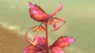 Anchor weed farming route