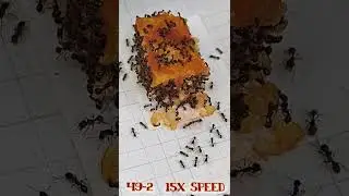 Sugar Ants 🐜 vs Chicken Parm & Rice.  Macro Time Lapse Series 49 -2