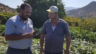 SALATALIK DA ERKEN HASAT 0553 313 83 84