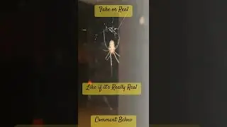 Giant 7-Legged Spider Real😱 or AI? Rare 7-Legged Spider #spidersquad #realorai #shorts