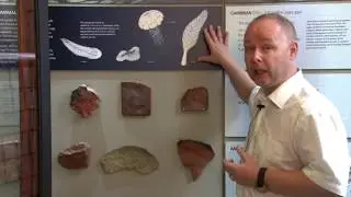 Ediacaran Fauna