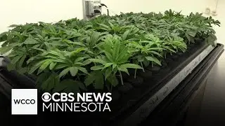 Some Minnesota businesses can apply for cannabis licenses next month