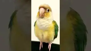 caique parrot dancing // green thighed parrots //#whatsappstatus #shots #viral #video #bird 🤔❤🤔🤔🐦🐦🥱🥱
