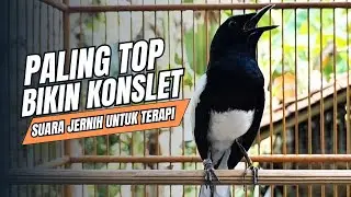 suara BURUNG kacer GACOR ngeplong KONSLET Tarung ini Paling Ampuh buat PANCINGAN KACER agar EMOSI