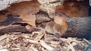 Common shrew
