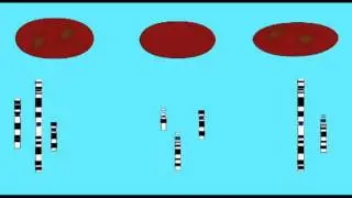 GENETICS 2: MOUSE-HUMAN HYBRID CELLS