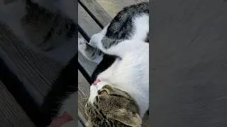 Кот напугал малыша Cat scared baby Смешные котики Funny cats Food Trend Kitty Милота Cute Еда Animal