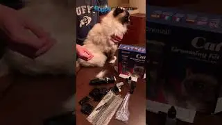 My Favorite New Cat Mat Remover - Oneisall Clippers!
