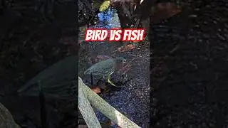 UNBELIEVABLE Strike! 🦅 Fish vs. Bird in South Florida #shorts #nature #wildlife #travel