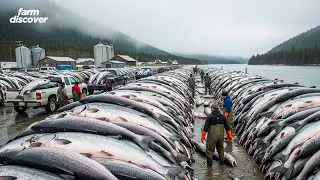 How Salmon Farming Produces 2.8M Tons Worth $20B in Norway