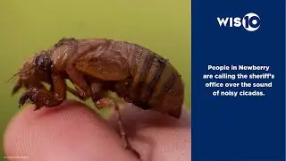 &lsquo;Cicada-geddon&rsquo; reaches the Midlands as people report the noisy insects to law enforcement