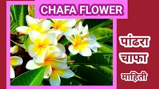 Chafa Flower | Plumeria Plant | flower trees for home garden | nature | beautiful flowers | trees |