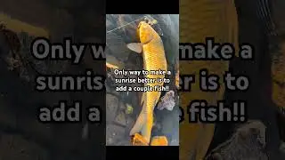 Have you ever seen a golden carp??