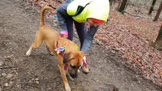 Large Dominant Dog Tries Checking my 15 Week Hermes Olde Bulldogge