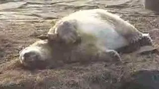 cute Knut