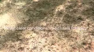 Steps Beach Octopus Encounter