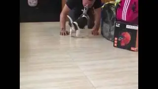 Beagle puppy coming home for the first time