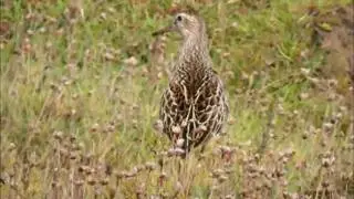 Pectoral Sandpiper Llanrhidian 21Sep11.wmv