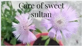 How to care of sweet sultan plant