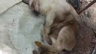 Natureza e seus encantos 🌸 está ao vivo!