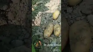 Net house Virus free Nuclear Seed production of Potato from Meristem Culture Technology.