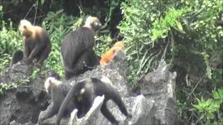 Cat Ba Langur (Trachypithecus poliocephalus) | Cat Ba island, Vietnam