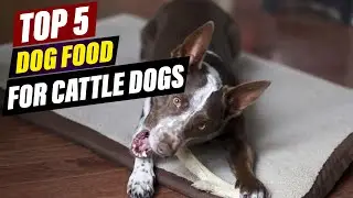 Top 5 Dog Foods for Cattle Dogs: Reviews & Comparisons